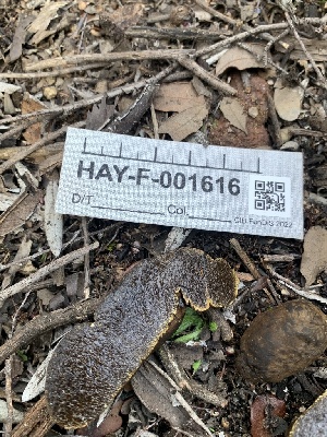  (Melanogaster macrocarpus - HAY-F-001616)  @11 [ ] by-nc (2023) Bat Vardeh Fungal Diversity Survey
