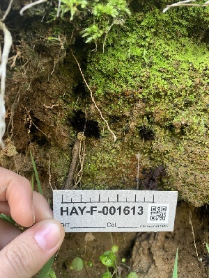  (Thelephora sp. CA02 - HAY-F-001613)  @11 [ ] by-nc (2023) Bat Vardeh Fungal Diversity Survey