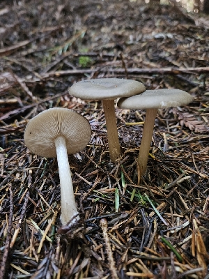  (Melanoleuca sp. angelesiana-PNW03 - HAY-F-003359)  @11 [ ] by (2023) Mandy Hackney Fungal Diversity Survey