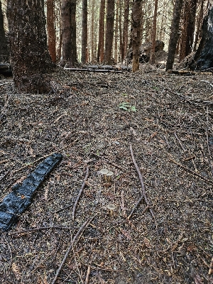  ( - HAY-F-003359)  @11 [ ] by (2023) Mandy Hackney Fungal Diversity Survey