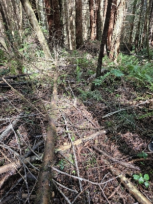 ( - HAY-F-003318)  @11 [ ] by (2023) Mandy Hackney Fungal Diversity Survey