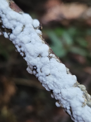  ( - HAY-F-003318)  @11 [ ] by (2023) Mandy Hackney Fungal Diversity Survey