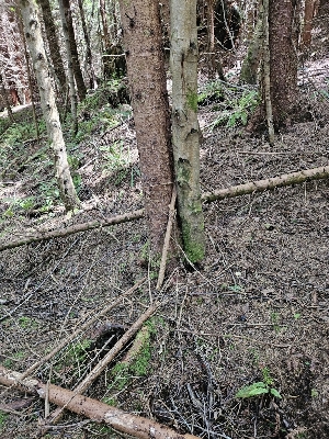  ( - HAY-F-003328)  @11 [ ] by (2023) Mandy Hackney Fungal Diversity Survey