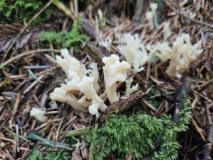  ( - HAY-F-003328)  @11 [ ] by (2023) Mandy Hackney Fungal Diversity Survey