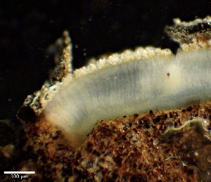  ( - HAY-F-002689)  @11 [ ] c (2023) Rudy Diaz Fungal Diversity Survey