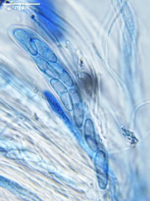  ( - HAY-F-002689)  @11 [ ] c (2023) Rudy Diaz Fungal Diversity Survey