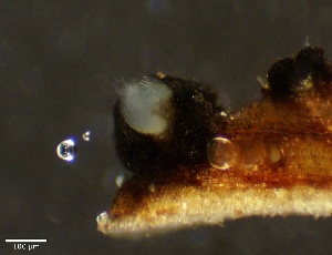 ( - HAY-F-002688)  @11 [ ] c (2023) Rudy Diaz Fungal Diversity Survey