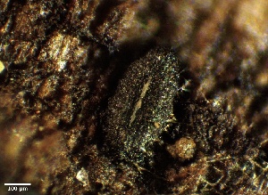  ( - HAY-F-002688)  @11 [ ] c (2023) Rudy Diaz Fungal Diversity Survey