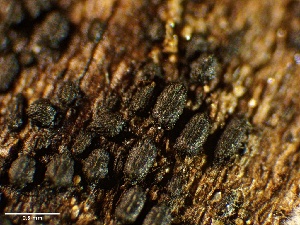  (Anteagloniaceae - HAY-F-002688)  @11 [ ] c (2023) Rudy Diaz Fungal Diversity Survey