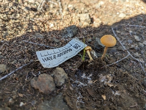  ( - HAY-F-002059)  @11 [ ] by-nc (2023) Stu Pickell Fungal Diversity Survey
