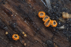  (Perrotia sp. flammea-CA01 - HAY-F-000909)  @11 [ ] by-nc (2023) Warren Cardimona Fungal Diversity Survey