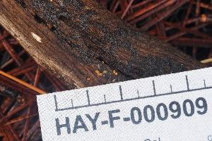  ( - HAY-F-000909)  @11 [ ] by-nc (2023) Warren Cardimona Fungal Diversity Survey