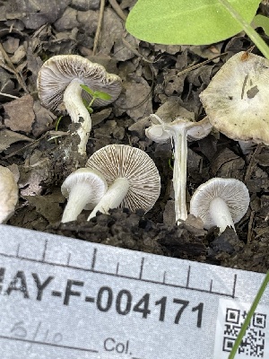  (Inocybe sp. IN46 - HAY-F-004171)  @11 [ ] by-nc (2023) Jaren Hockert Fungal Diversity Survey