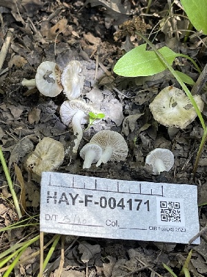  ( - HAY-F-004171)  @11 [ ] by-nc (2023) Jaren Hockert Fungal Diversity Survey