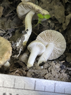 ( - HAY-F-004171)  @11 [ ] by-nc (2023) Jaren Hockert Fungal Diversity Survey