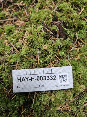  ( - HAY-F-003332)  @11 [ ] by (2023) Mandy Hackney Fungal Diversity Survey