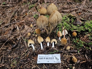  (Coprinellus sp. micaceus-IN02 - HAY-F-003331)  @11 [ ] by (2023) Mandy Hackney Fungal Diversity Survey