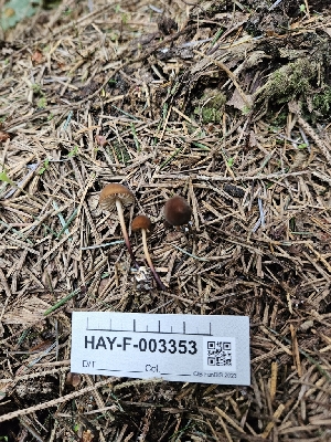  ( - HAY-F-003353)  @11 [ ] by (2023) Mandy Hackney Fungal Diversity Survey