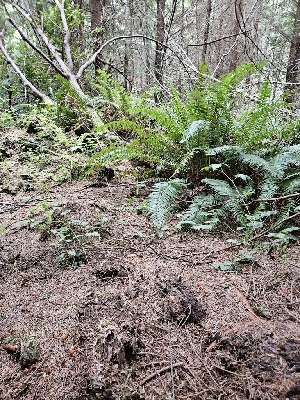  ( - HAY-F-003353)  @11 [ ] by (2023) Mandy Hackney Fungal Diversity Survey