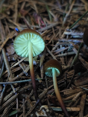  ( - HAY-F-003353)  @11 [ ] by (2023) Mandy Hackney Fungal Diversity Survey