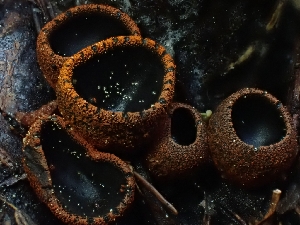  ( - HAY-F-003352)  @11 [ ] by (2023) Mandy Hackney Fungal Diversity Survey