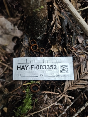  ( - HAY-F-003352)  @11 [ ] by (2023) Mandy Hackney Fungal Diversity Survey