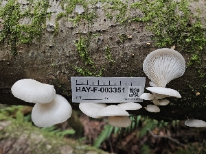  ( - HAY-F-003351)  @11 [ ] by (2023) Mandy Hackney Fungal Diversity Survey