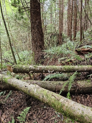  ( - HAY-F-003351)  @11 [ ] by (2023) Mandy Hackney Fungal Diversity Survey