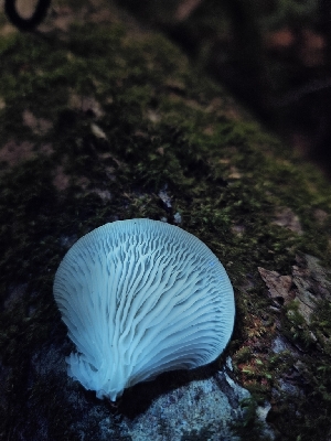  ( - HAY-F-003351)  @11 [ ] by (2023) Mandy Hackney Fungal Diversity Survey