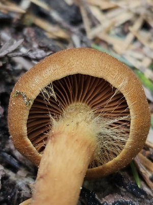  ( - HAY-F-003335)  @11 [ ] by (2023) Mandy Hackney Fungal Diversity Survey
