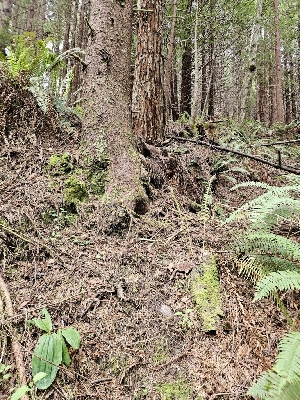  ( - HAY-F-003335)  @11 [ ] by (2023) Mandy Hackney Fungal Diversity Survey