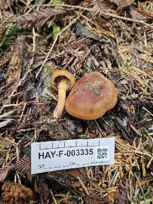  ( - HAY-F-003335)  @11 [ ] by (2023) Mandy Hackney Fungal Diversity Survey