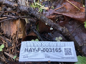  ( - HAY-F-003165)  @11 [ ] by-nc (2023) Dean Lyons Fungal Diversity Survey