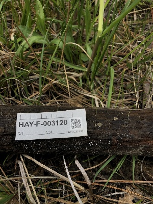  ( - HAY-F-003120)  @11 [ ] by-nc (2023) Dean Lyons Fungal Diversity Survey