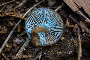  ( - HAY-F-003111)  @11 [ ] by-nc (2023) Dean Lyons Fungal Diversity Survey