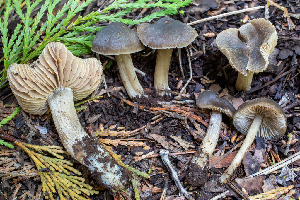  (Entoloma sp. CA21 - HAY-F-003111)  @11 [ ] by-nc (2023) Dean Lyons Fungal Diversity Survey