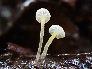  ( - HAY-F-003165)  @11 [ ] by-nc (2023) Dean Lyons Fungal Diversity Survey