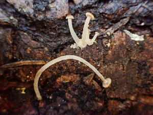  (Phloeomana clavata - HAY-F-003164)  @11 [ ] by-nc (2023) Dean Lyons Fungal Diversity Survey