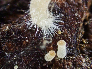  ( - HAY-F-003164)  @11 [ ] by-nc (2023) Dean Lyons Fungal Diversity Survey