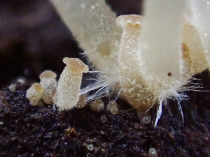  ( - HAY-F-003164)  @11 [ ] by-nc (2023) Dean Lyons Fungal Diversity Survey