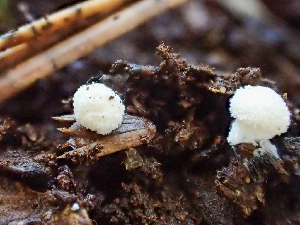  (Modicella malleola - HAY-F-003110)  @11 [ ] by-nc (2023) Dean Lyons Fungal Diversity Survey