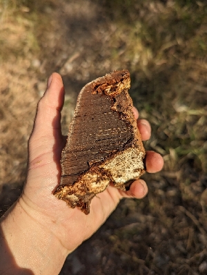  ( - HAY-F-002883)  @11 [ ] by-nc (2023) Stu Pickell Fungal Diversity Survey