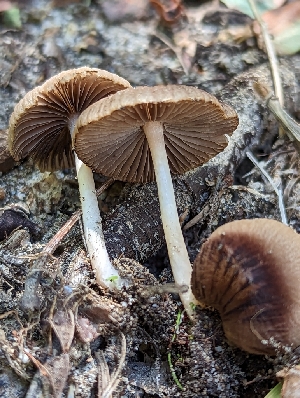  ( - HAY-F-002897)  @11 [ ] by-nc (2023) Stu Pickell Fungal Diversity Survey