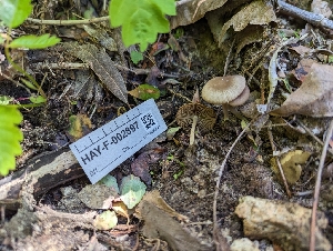  ( - HAY-F-002897)  @11 [ ] by-nc (2023) Stu Pickell Fungal Diversity Survey