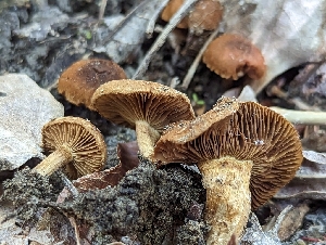  (Mallocybe siciliana - HAY-F-002901)  @11 [ ] by-nc (2023) Stu Pickell Fungal Diversity Survey