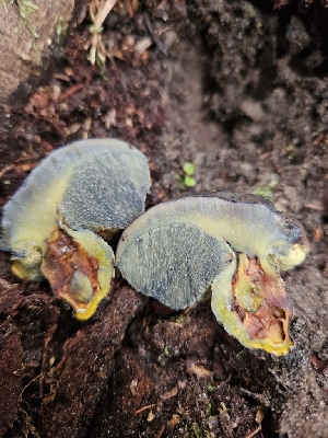  ( - HAY-F-003344)  @11 [ ] by (2023) Mandy Hackney Fungal Diversity Survey