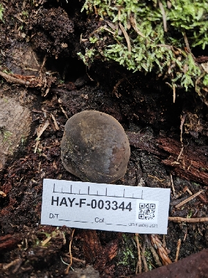  ( - HAY-F-003344)  @11 [ ] by (2023) Mandy Hackney Fungal Diversity Survey
