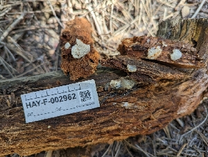  ( - HAY-F-002962)  @11 [ ] by-nc (2023) Stu Pickell Fungal Diversity Survey