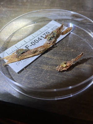  ( - HAY-F-004179)  @11 [ ] by-nc (2023) Jaren Hockert Fungal Diversity Survey