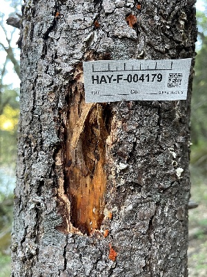  ( - HAY-F-004179)  @11 [ ] by-nc (2023) Jaren Hockert Fungal Diversity Survey